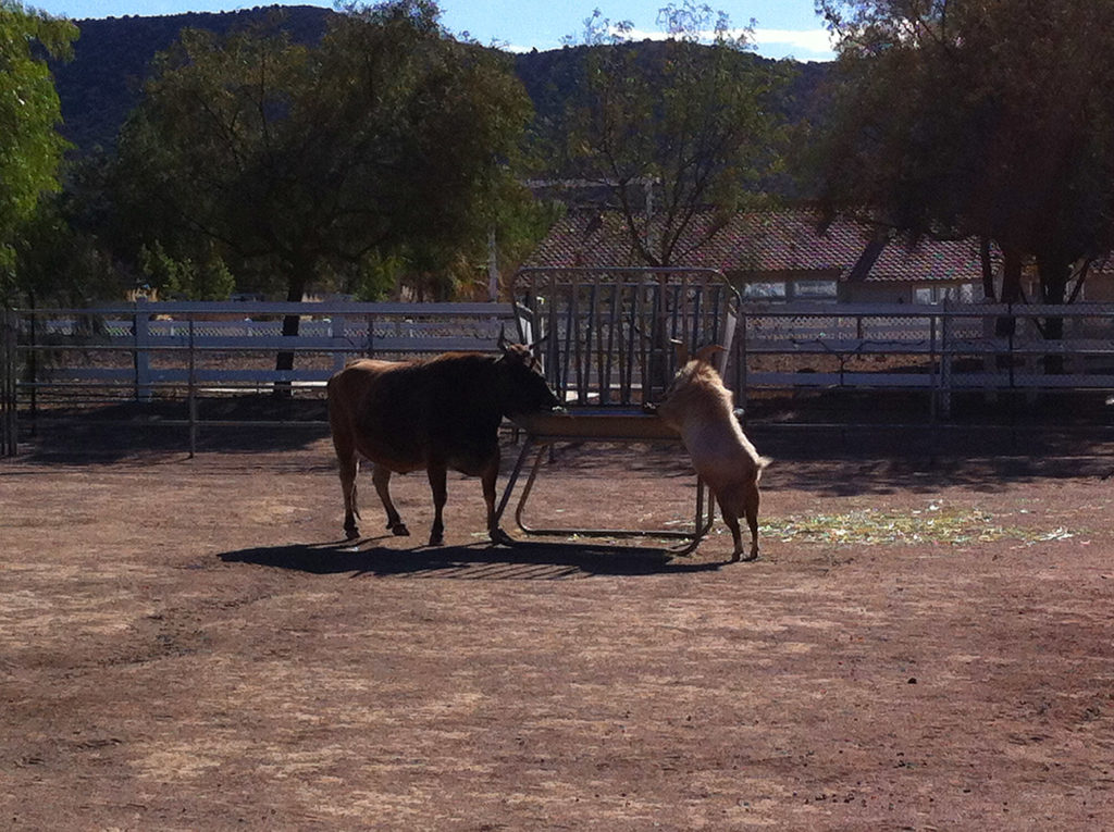 Agua Dulce winery, animals, budget travel, Cabernet, Chardonnay, day trips, ducks, goats, horseback riding, horses, llama, Merlot, Southern California, Syrah, Travel, wine events, wine tasting