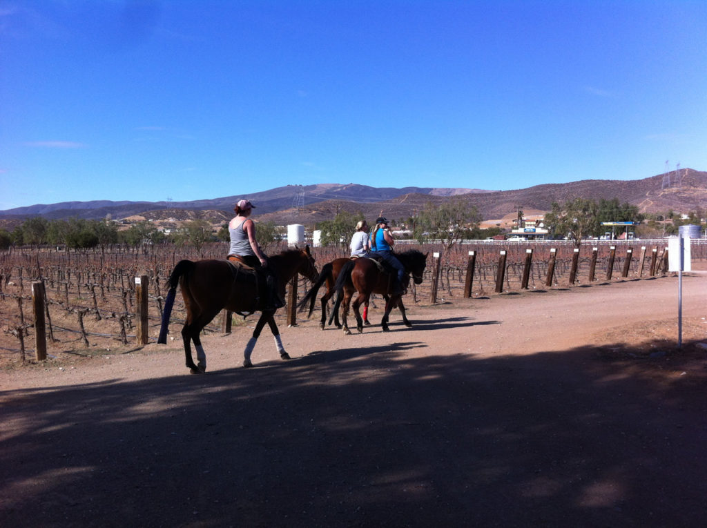 Agua Dulce winery, animals, budget travel, Cabernet, Chardonnay, day trips, ducks, goats, horseback riding, horses, llama, Merlot, Southern California, Syrah, Travel, wine events, wine tasting