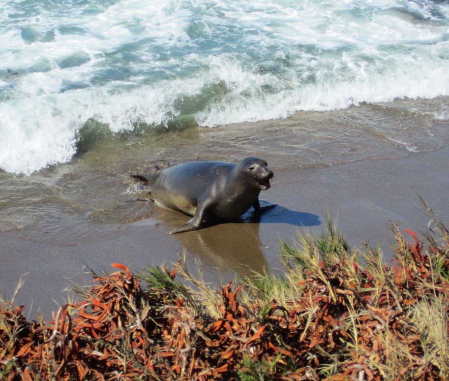 Seals, Central Coast, California, Travel