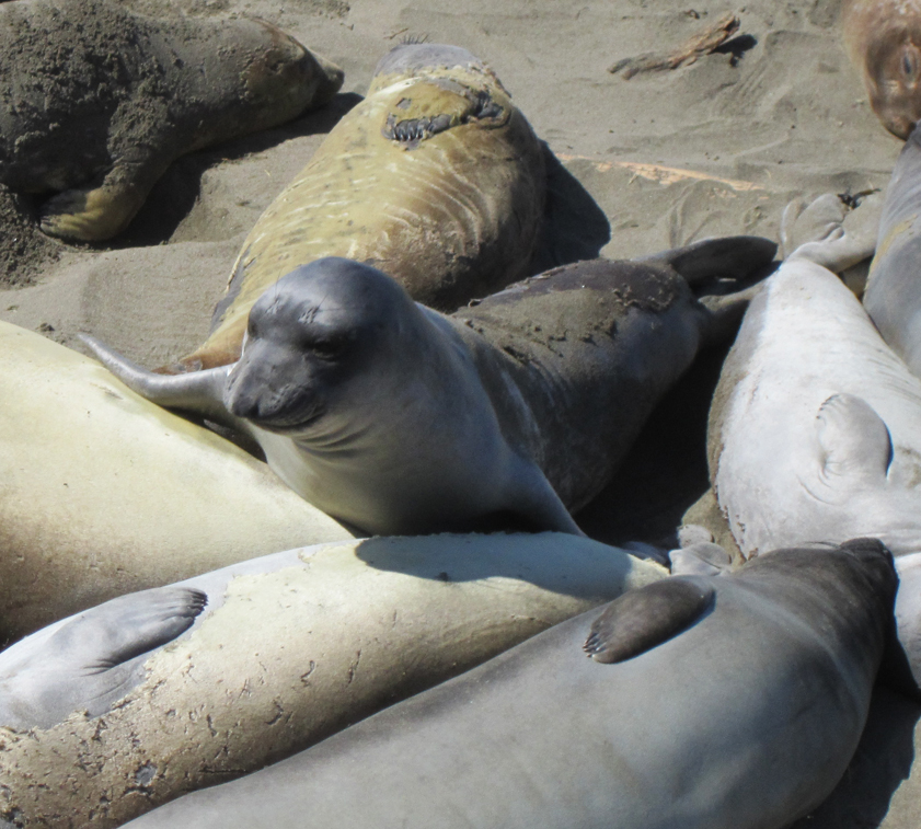 Seals, Central Coast, California, Travel