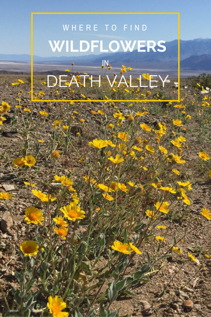 wildflowers in death valley, California, Desert, Travel