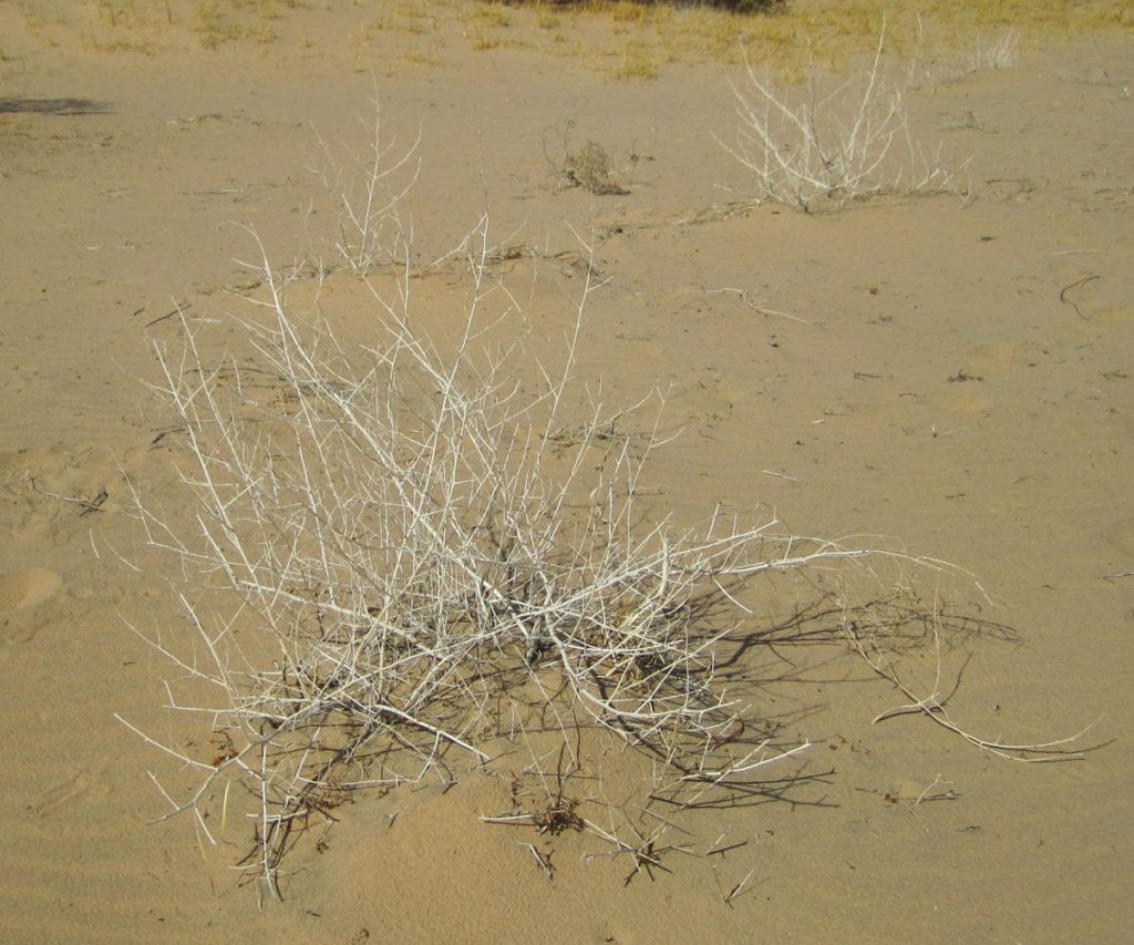 Kelso, Ghost Town, Desert, Travel, California