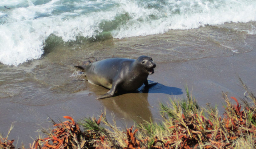 Seals, Central Coast, California, Travel