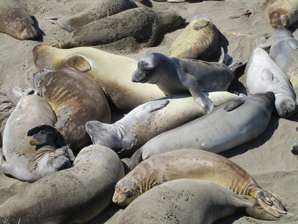 Seals, Central Coast, California, Travel