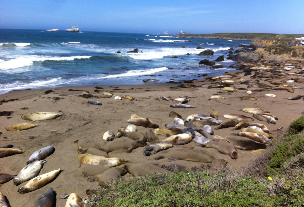 Seals, Central Coast, California, Travel