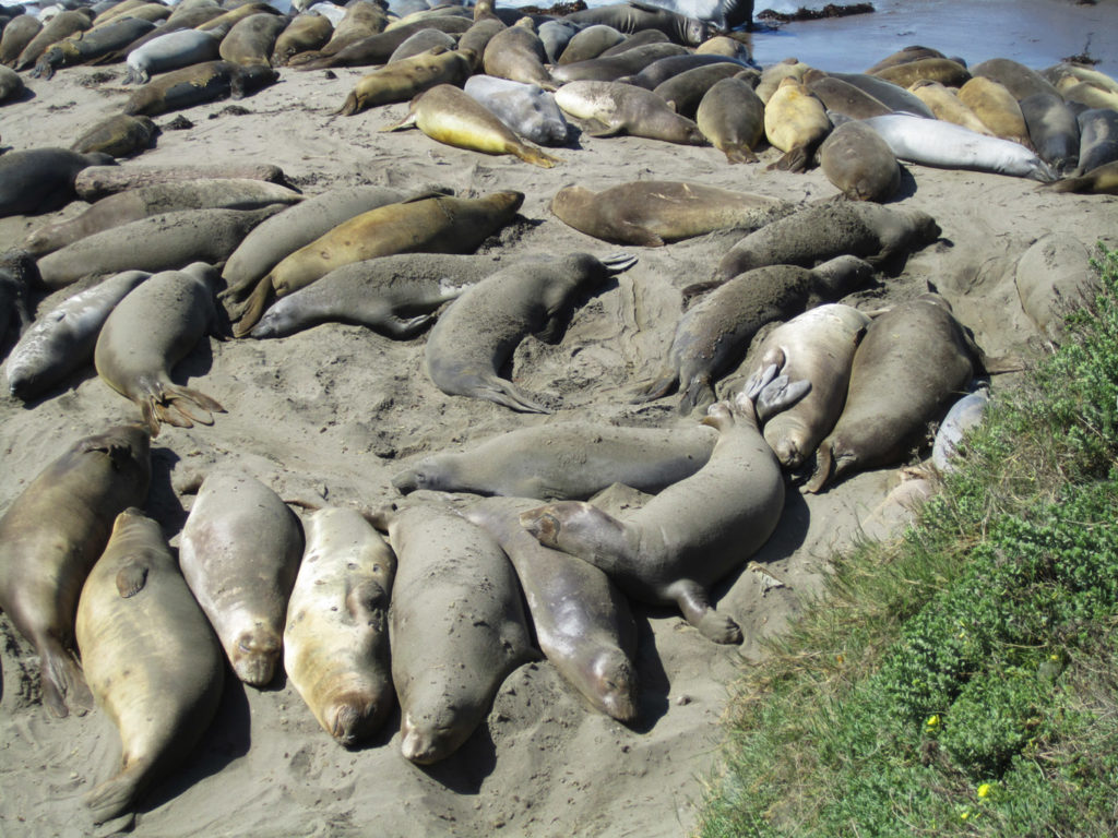 Seals, Central Coast, California, Travel