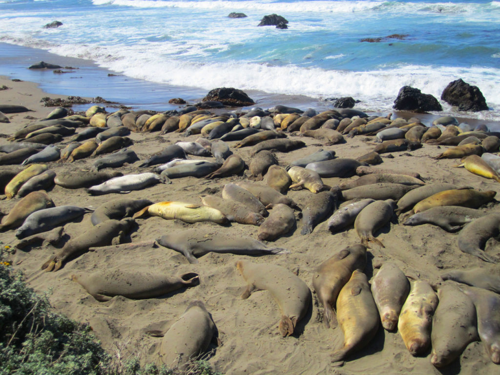 Seals, Central Coast, California, Travel