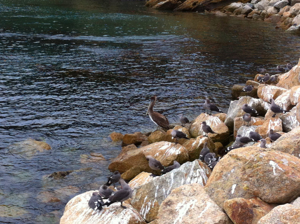 Point Lobos, Carmel, Hiking, Central Coast, Beaches, Ocean, California, Travel