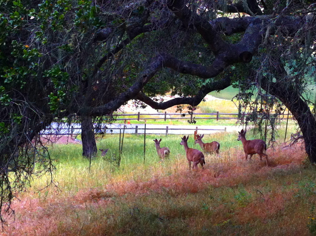 Holman Ranch, Central Coast, Wine, Vineyard, California, Hotel, Ranch, Accommodations, Travel, Event Venue