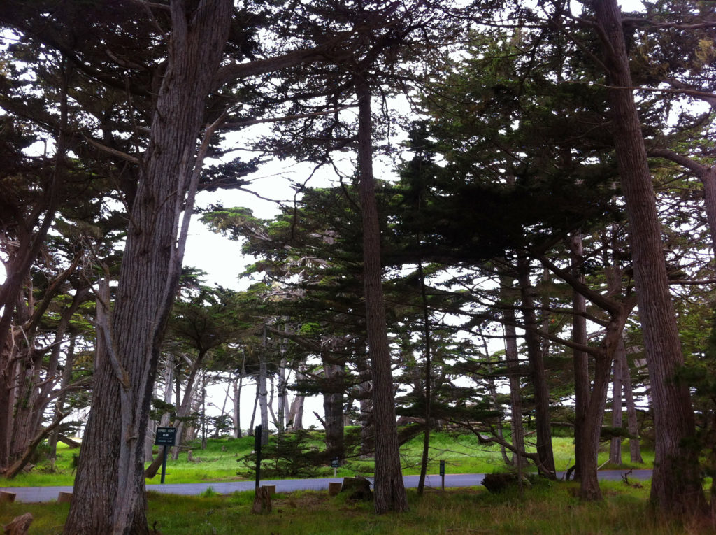 17-Mile Drive, Carmel, Pacific Grove, Monterey, Central Coast, Travel, California, Beaches