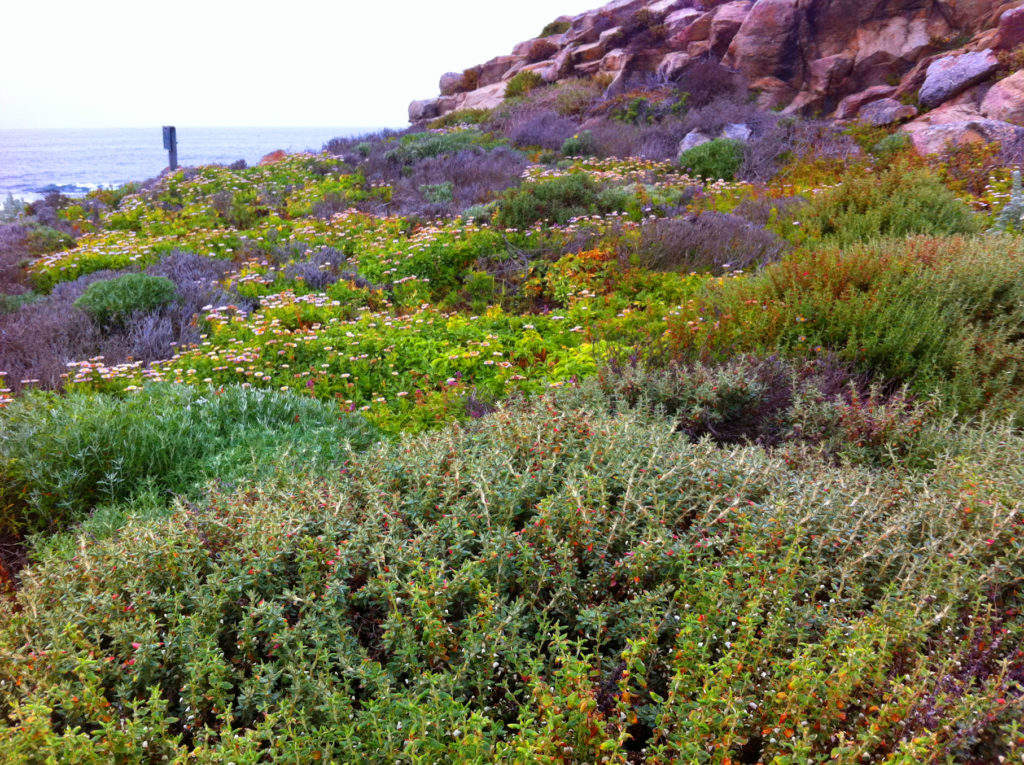 17-Mile Drive, Carmel, Pacific Grove, Monterey, Central Coast, Travel, California, Beaches