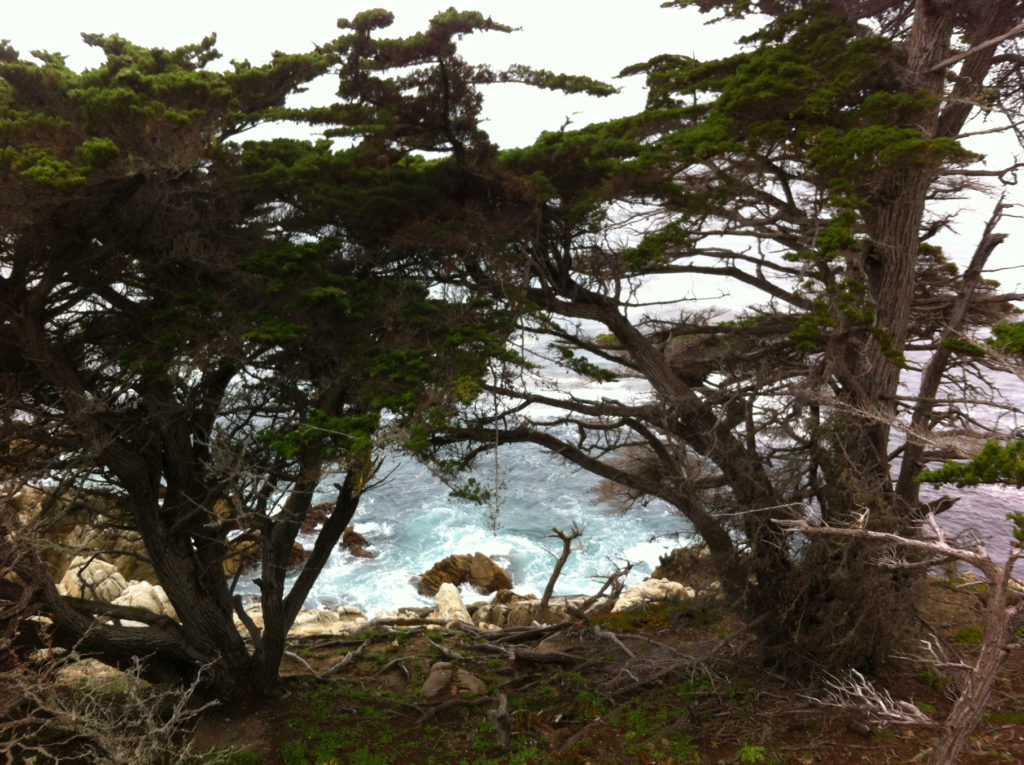 17-Mile Drive, Carmel, Pacific Grove, Monterey, Central Coast, Travel, California, Beaches