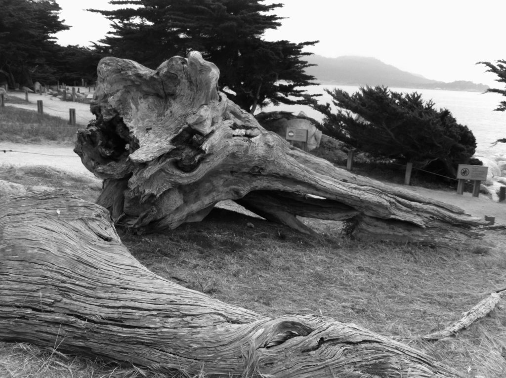 17-Mile Drive, Carmel, Pacific Grove, Monterey, Central Coast, Travel, California, Beaches