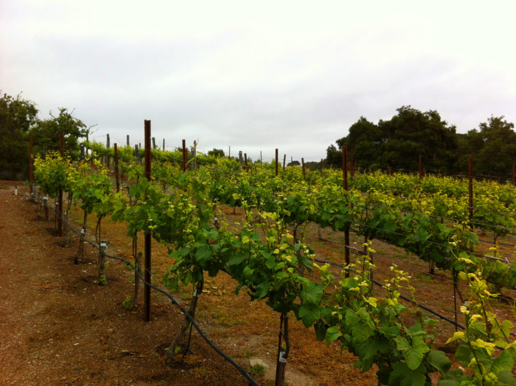 Holman Ranch, Central Coast, Wine, Vineyard, California, Hotel, Ranch, Accommodations, Travel, Event Venue