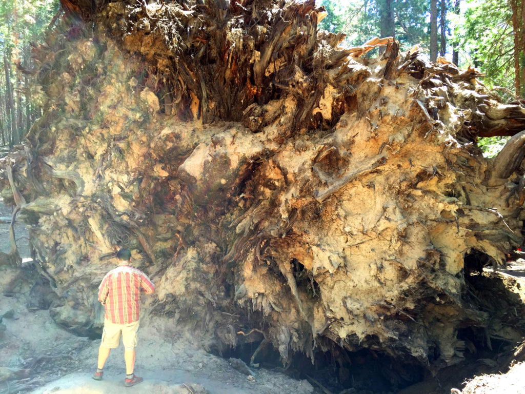 Trail of 100 Giants, Sequoia Trees, Kernville, California, Mountains, Adventure, Travel