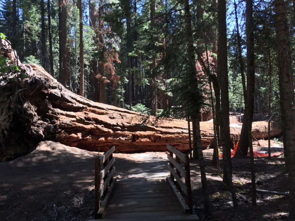Trail of 100 Giants, Sequoia Trees, Kernville, California, Mountains, Adventure, Travel