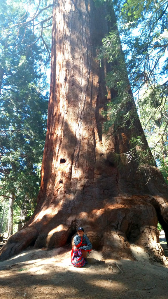 Trail of 100 Giants, Sequoia Trees, Kernville, California, Mountains, Adventure, Travel