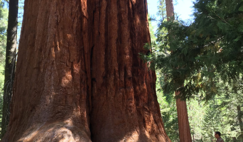 Trail of 100 Giants, Sequoia Trees, Kernville, California, Mountains, Adventure, Travel