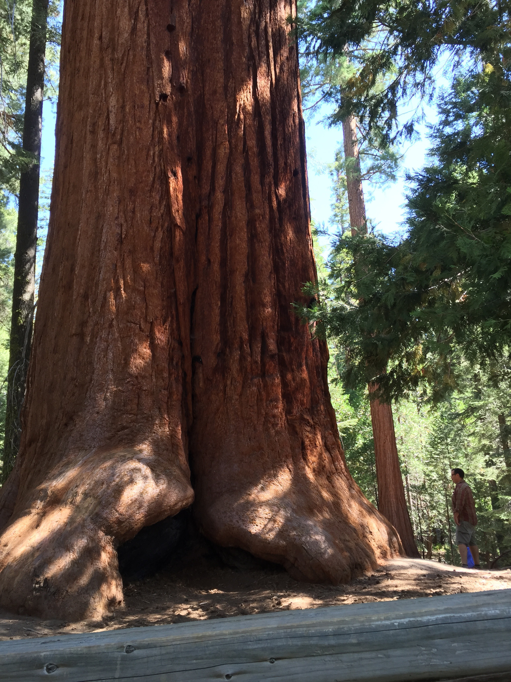 Trail of 100 Giants, Sequoia Trees, Kernville, California, Mountains, Adventure, Travel