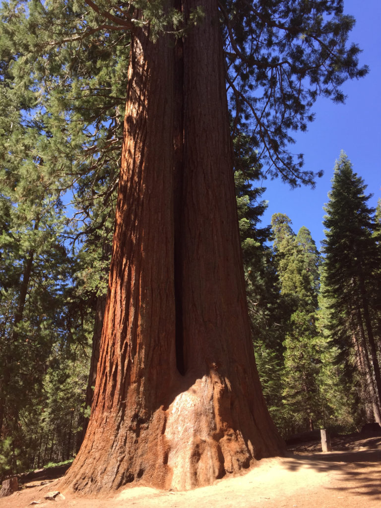 Trail of 100 Giants, Sequoia Trees, Kernville, California, Mountains, Adventure, Travel