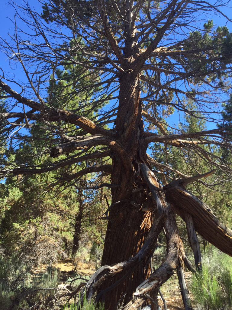 Big Bear Lake, Hiking Trails, Adventure Travel, Travel, Mountains, California