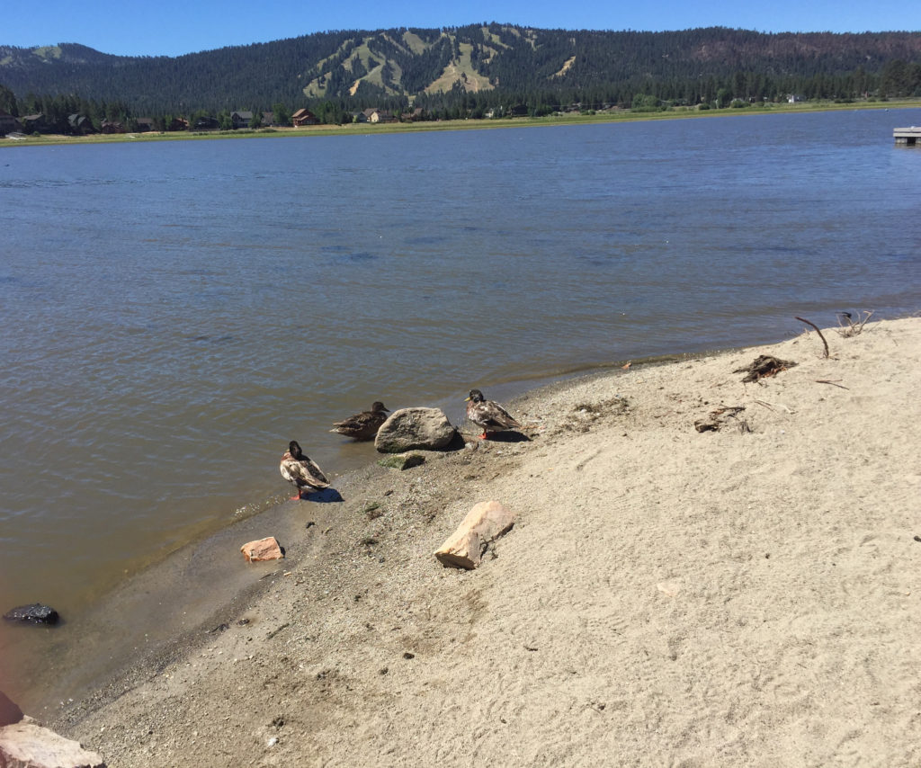 Big Bear Lake, Hiking Trails, Adventure Travel, Travel, Mountains, California