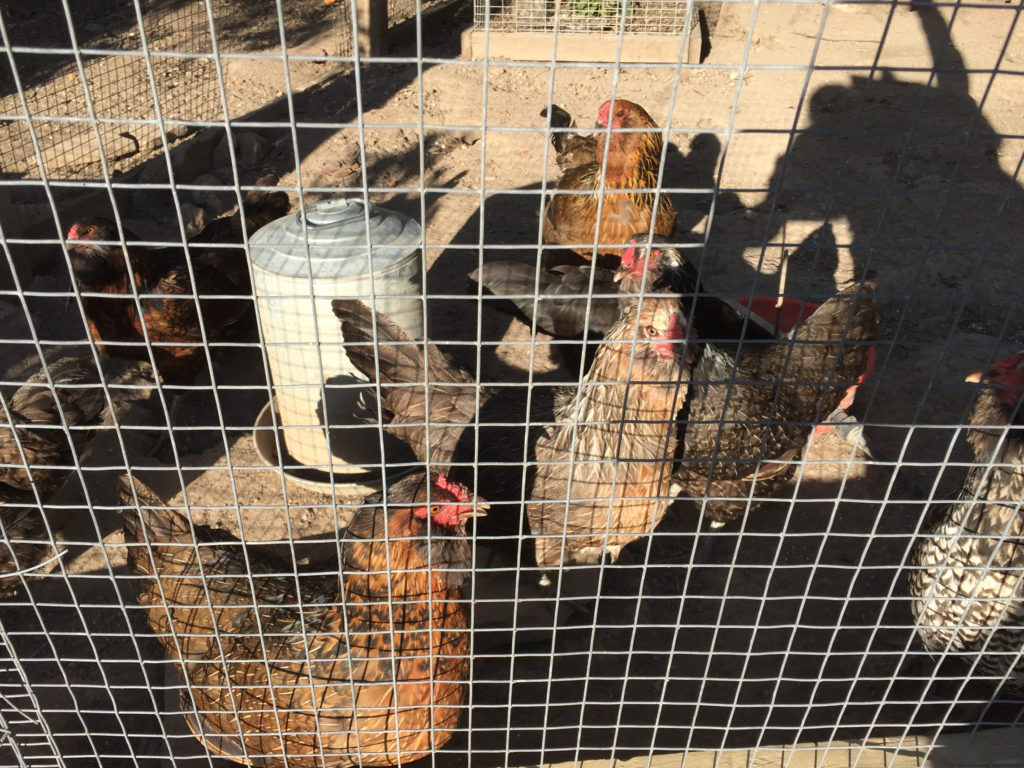Chickens, High Ridge Manor, Paso Robles, California, Travel, wine tasting