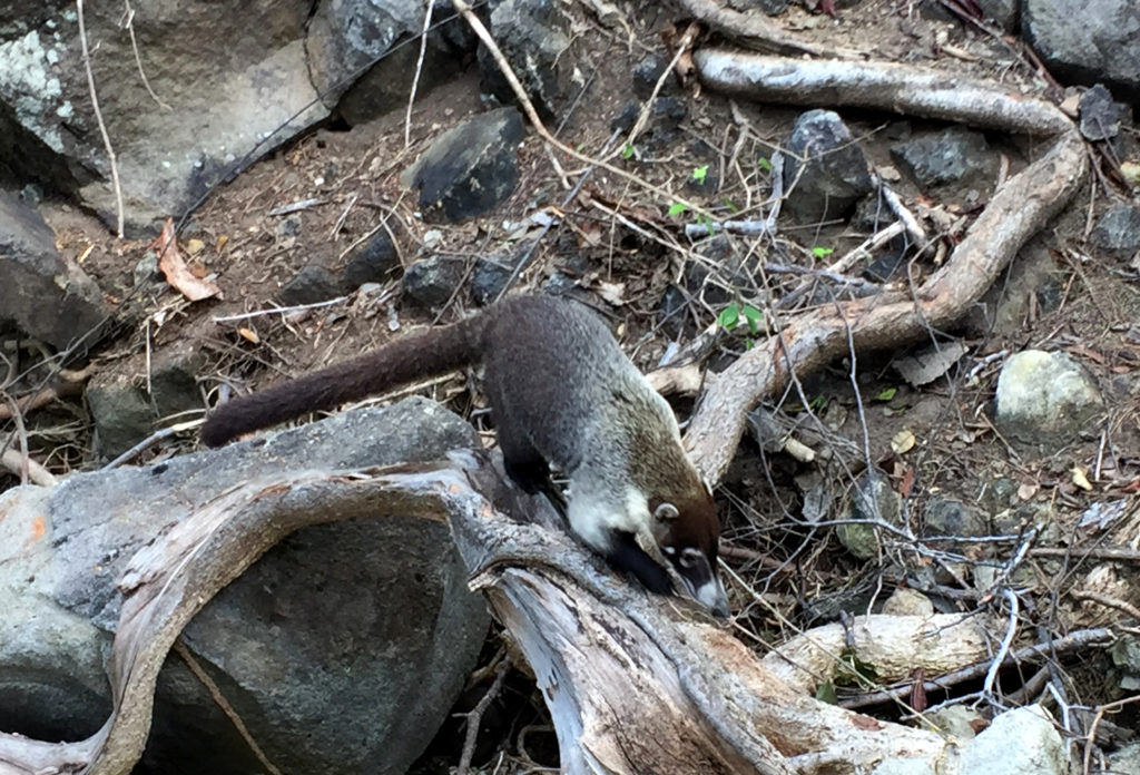 Beaches in Costa Rica, Nacascolo, Hidden Beach, Costa Rica, Those Someday Goals, Traveling Without a Net, coatimundi