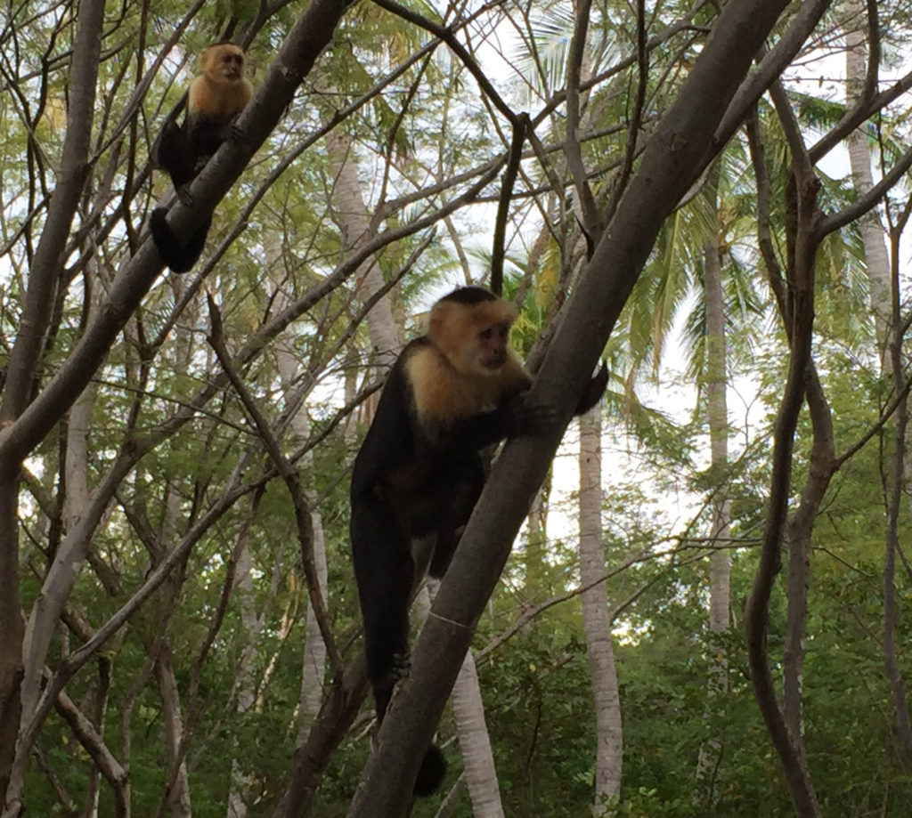 Beaches in Costa Rica, Nacascolo, Hidden Beach, Costa Rica, Those Someday Goals, Traveling Without a Net, Monkeys
