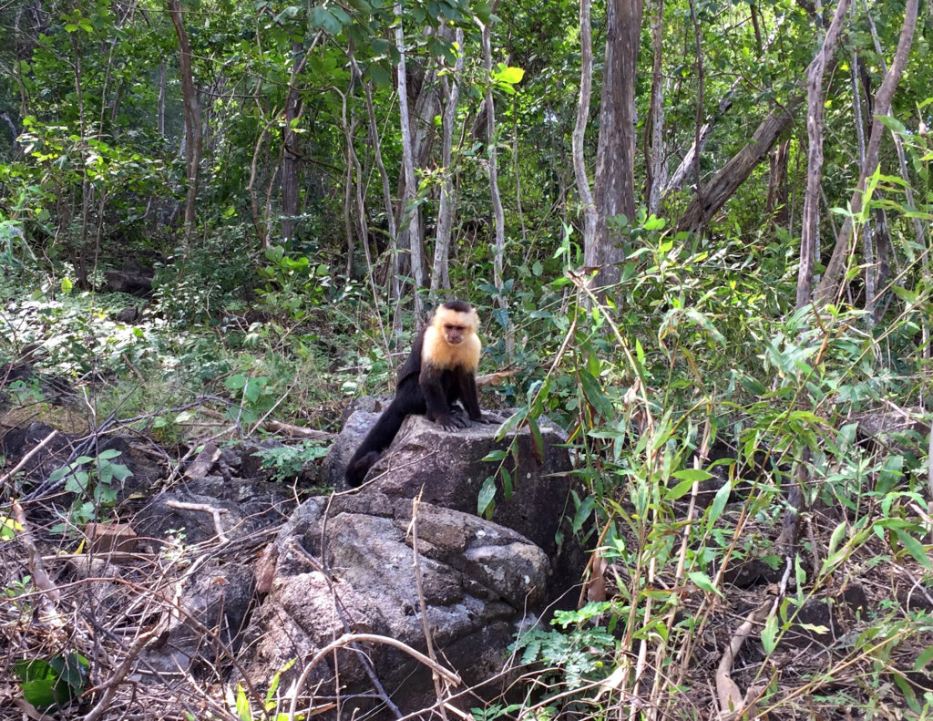 Beaches in Costa Rica, Nacascolo, Hidden Beach, Costa Rica, Those Someday Goals, Traveling Without a Net,Monkey