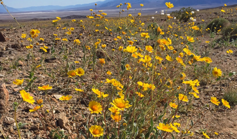 wildflowers in death valley, California, Desert, Travel