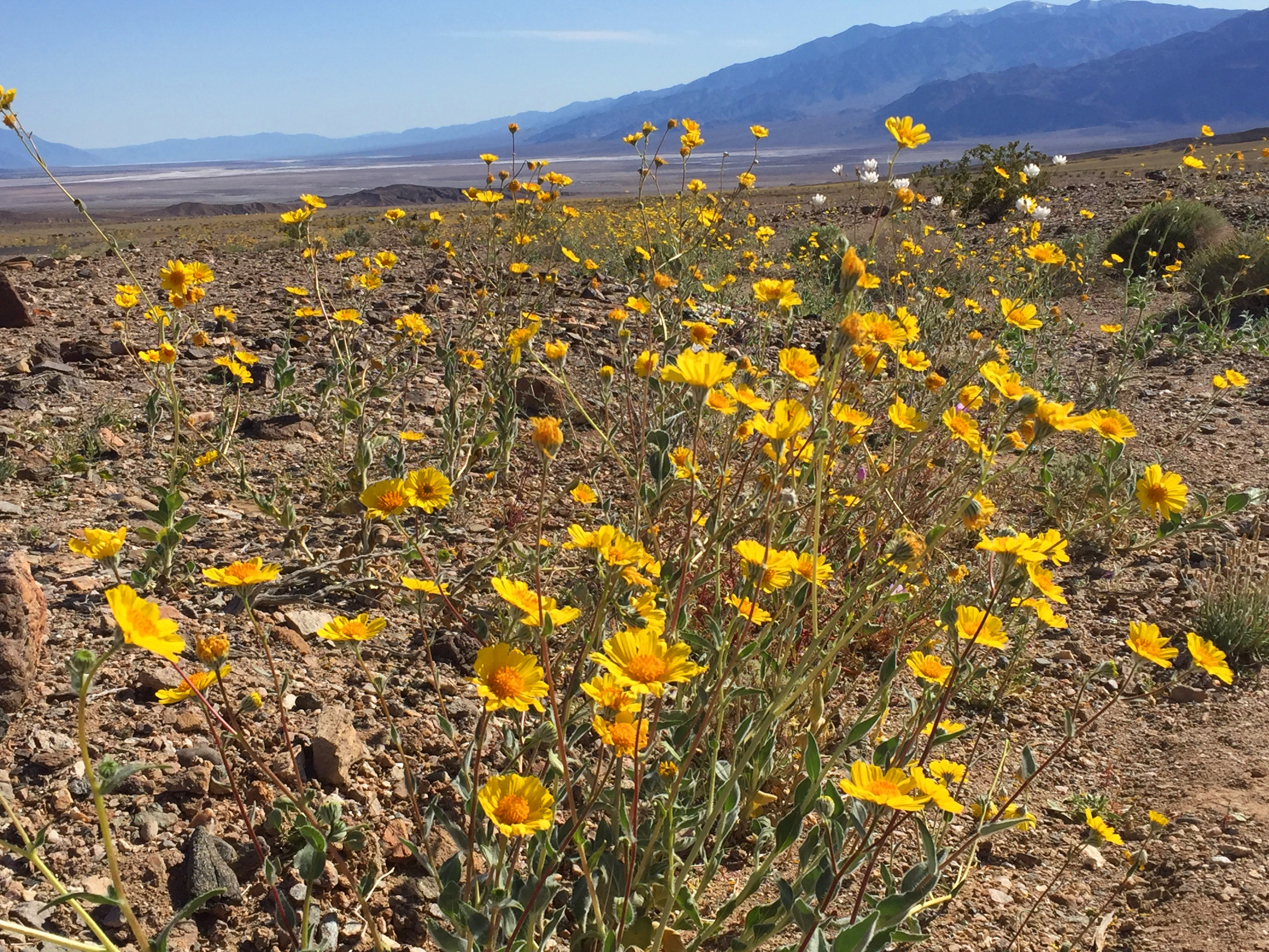 wildflowers in death valley, California, Desert, Travel