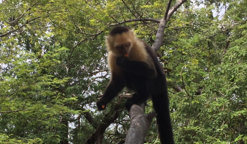 Monkey, Costa Rica, Animals