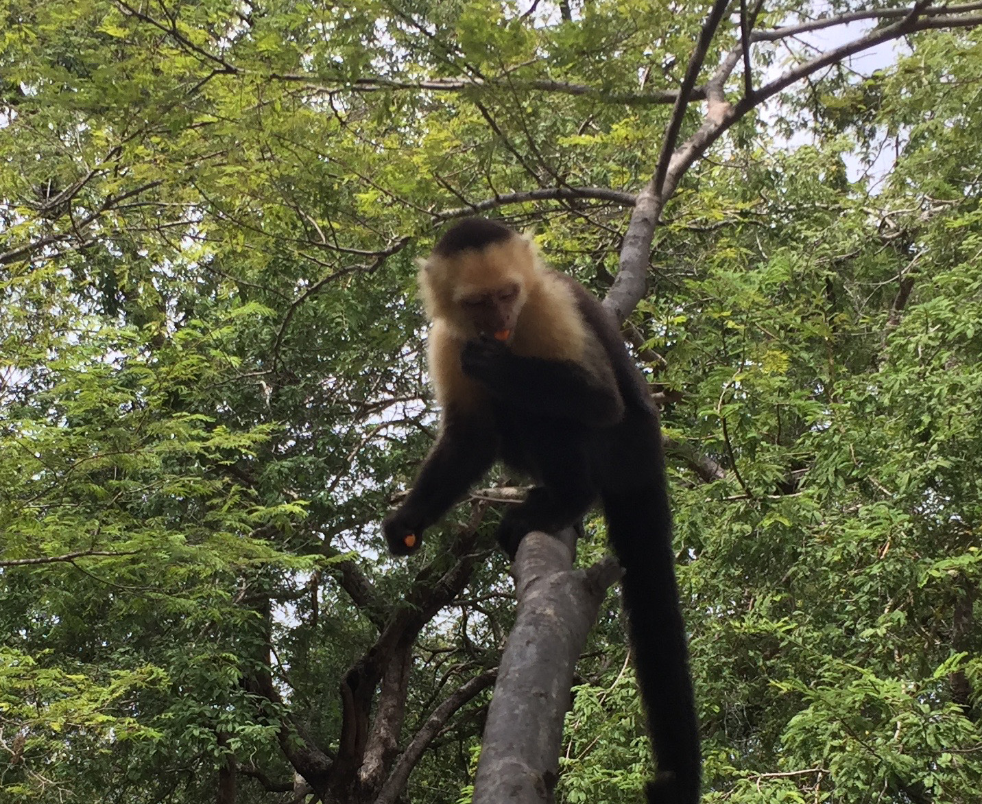 Monkey, Costa Rica, Animals