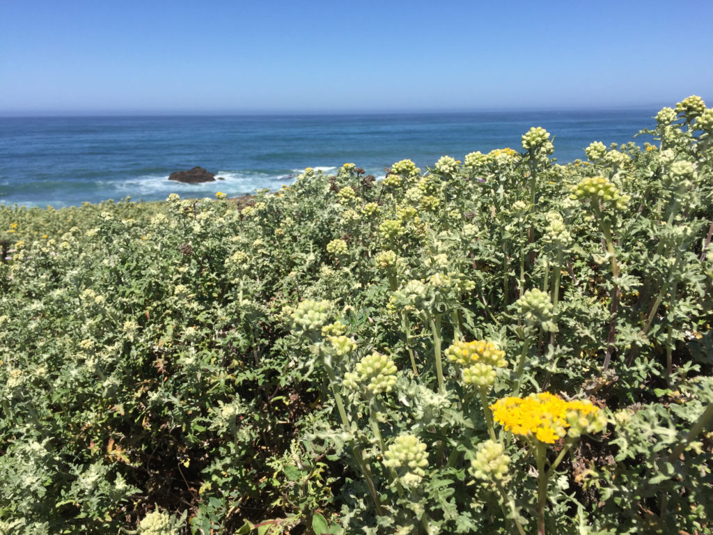 Fiscalini Ranch Preserve, Hiking in Cambria, California, Travel, Central Coast, Budget