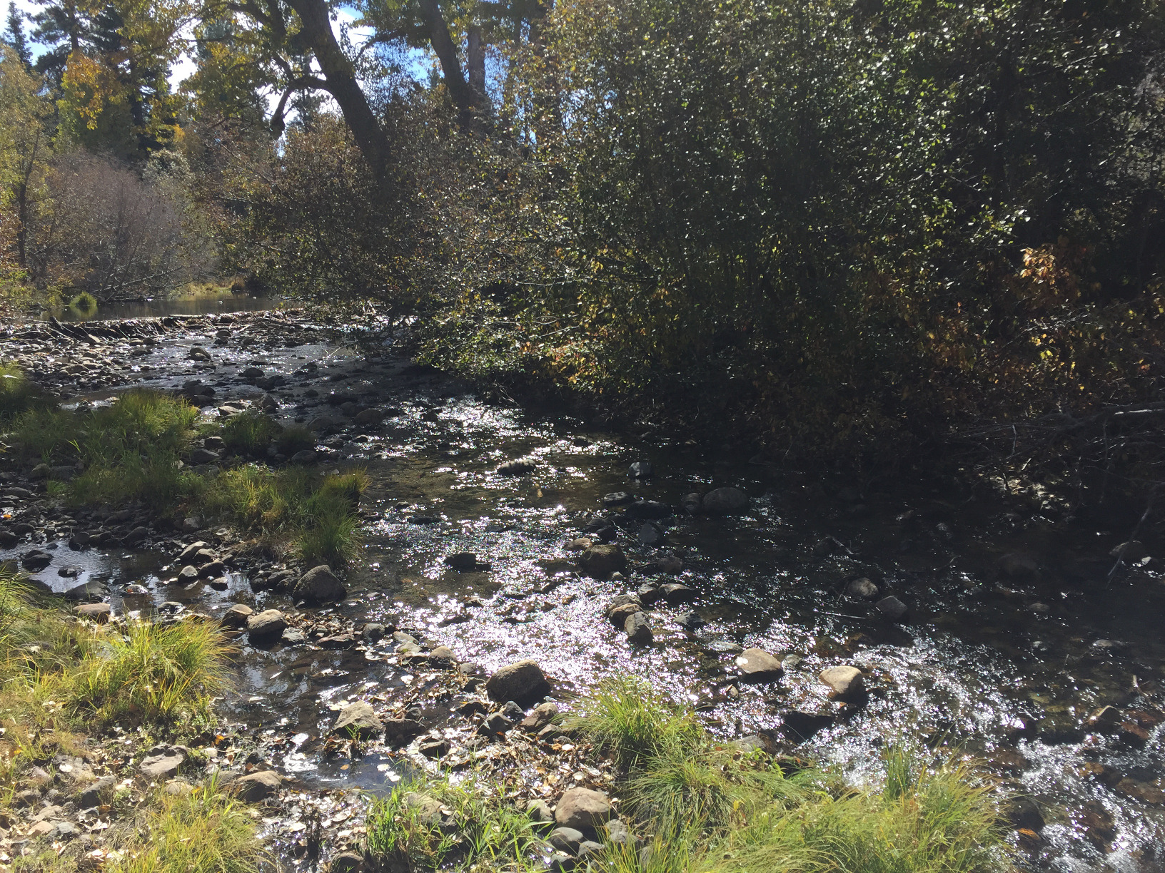 Enjoy Family Fun as the Salmon Run at Taylor Creek in South Lake Tahoe