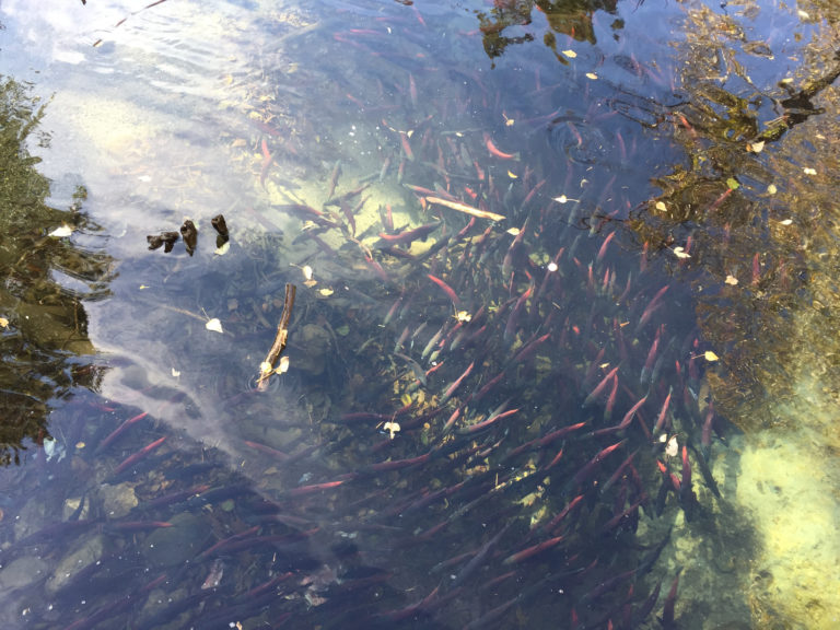 Enjoy Family Fun as the Salmon Run at Taylor Creek in South Lake Tahoe