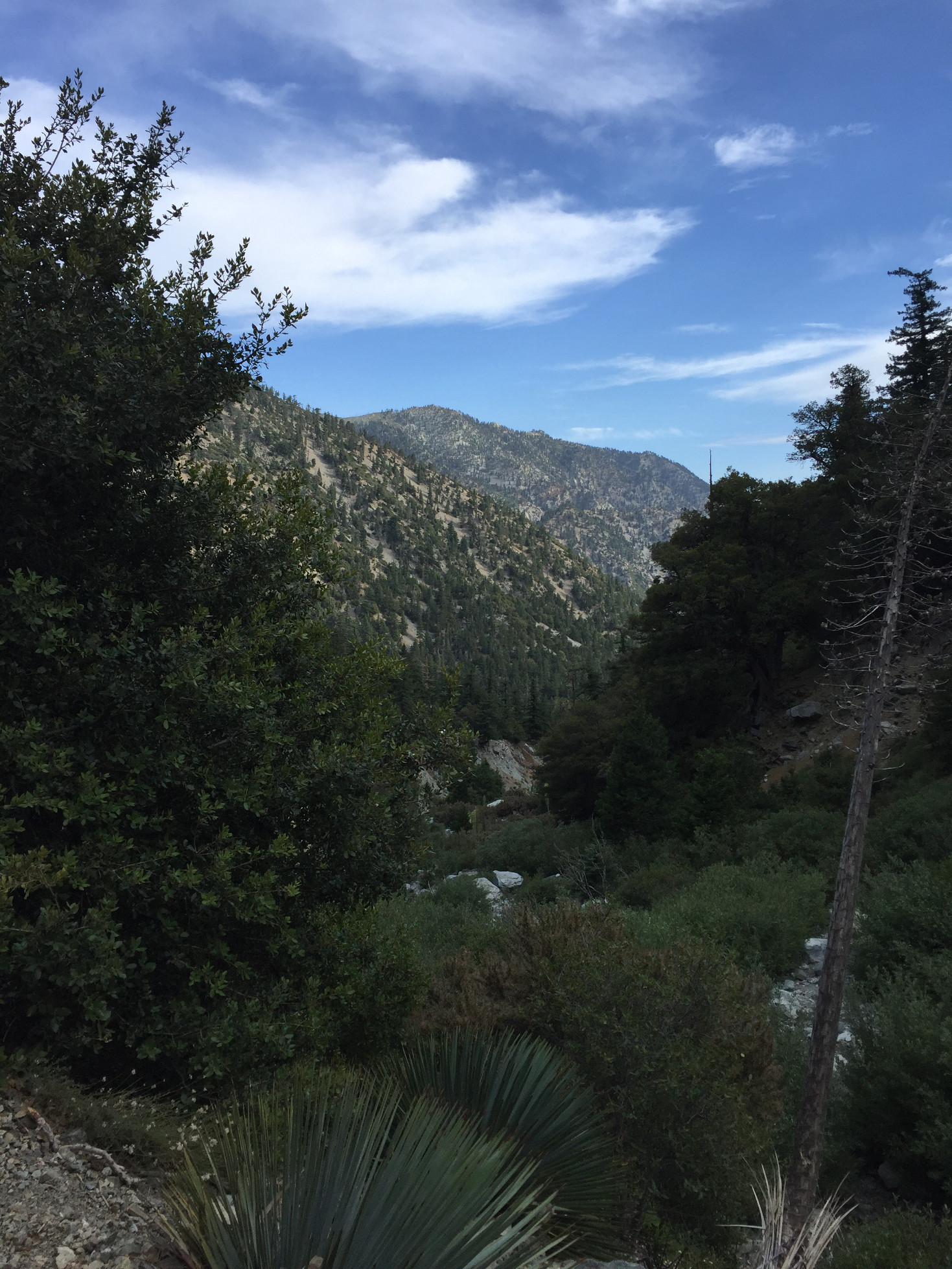 Mt Baldy hike