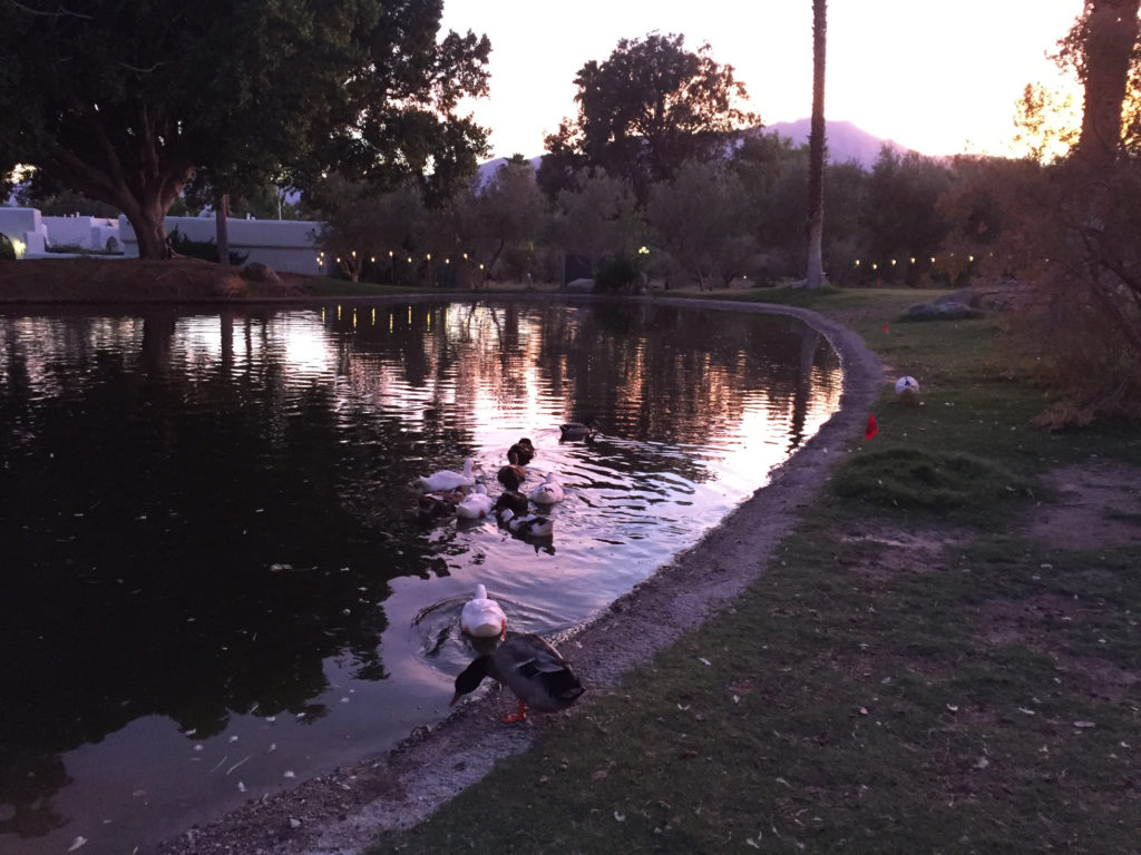 Two Bunch Palms, Duck Pond, Desert Hot Springs, California