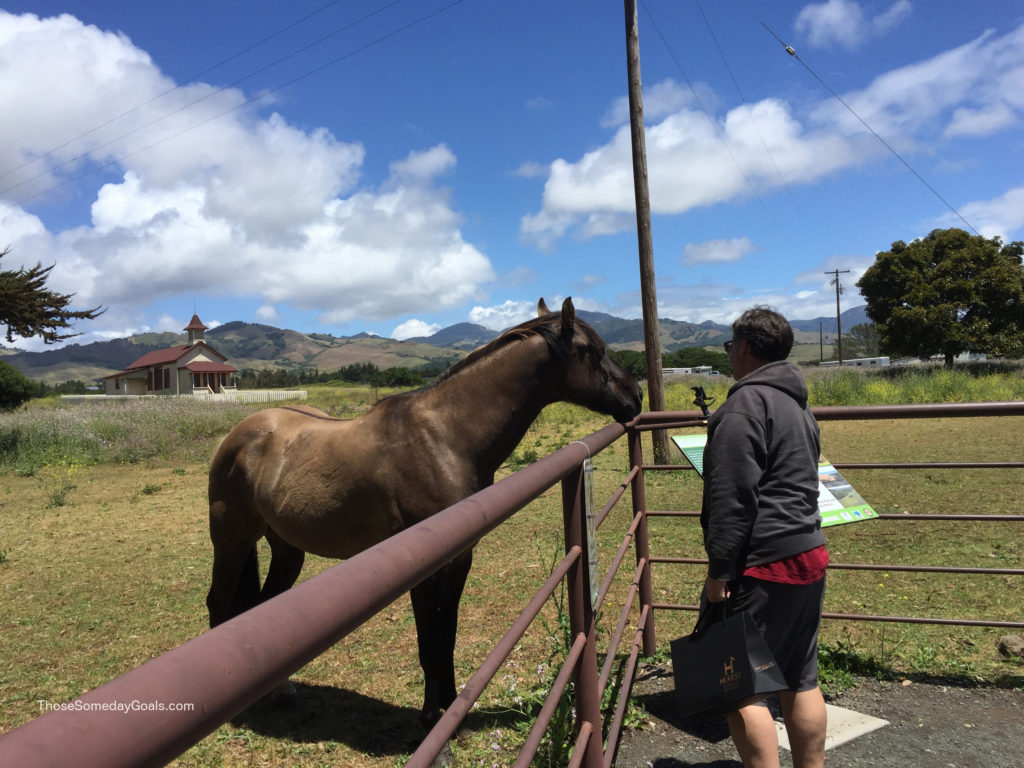 Horse San Simeon Hearst Winery