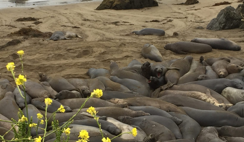 Elephant Seals