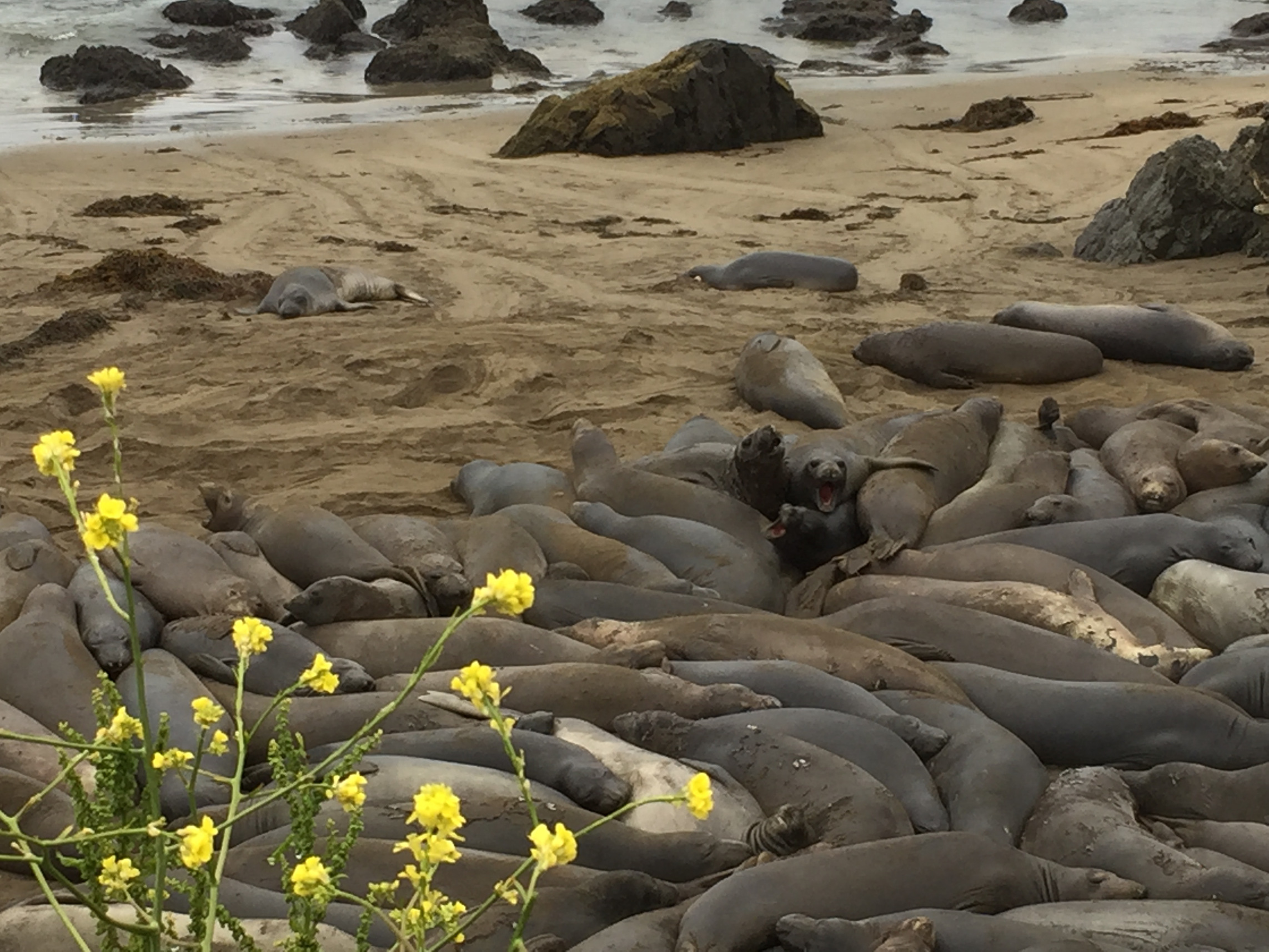 Elephant Seals