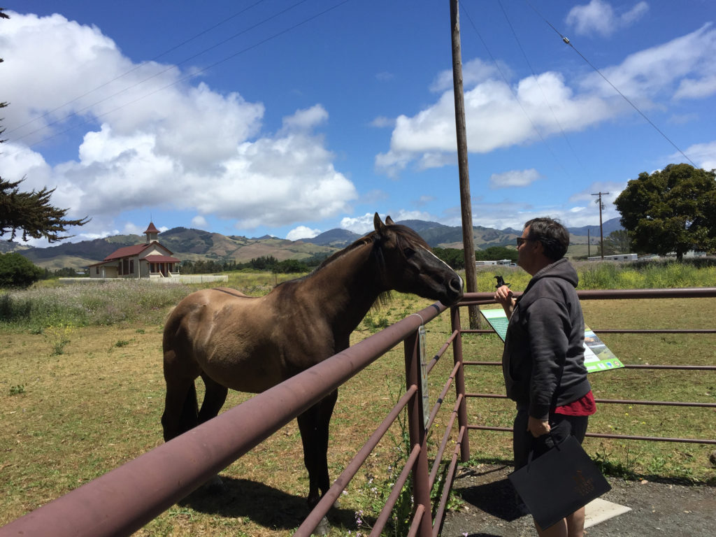 Horse San Simeon California Hearst Winery