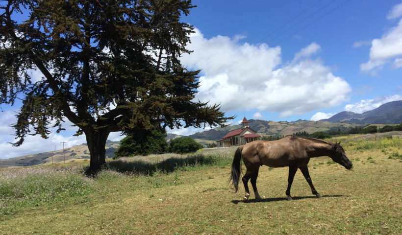 Hearst Ranch Winery Horse in Field