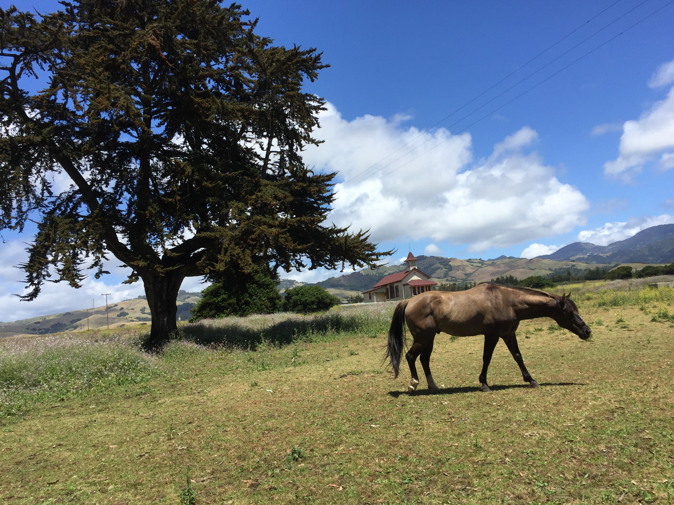 Hearst Ranch Winery Horse in Field
