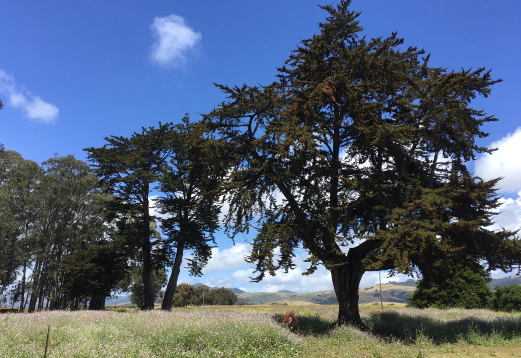 Horses San Simeon