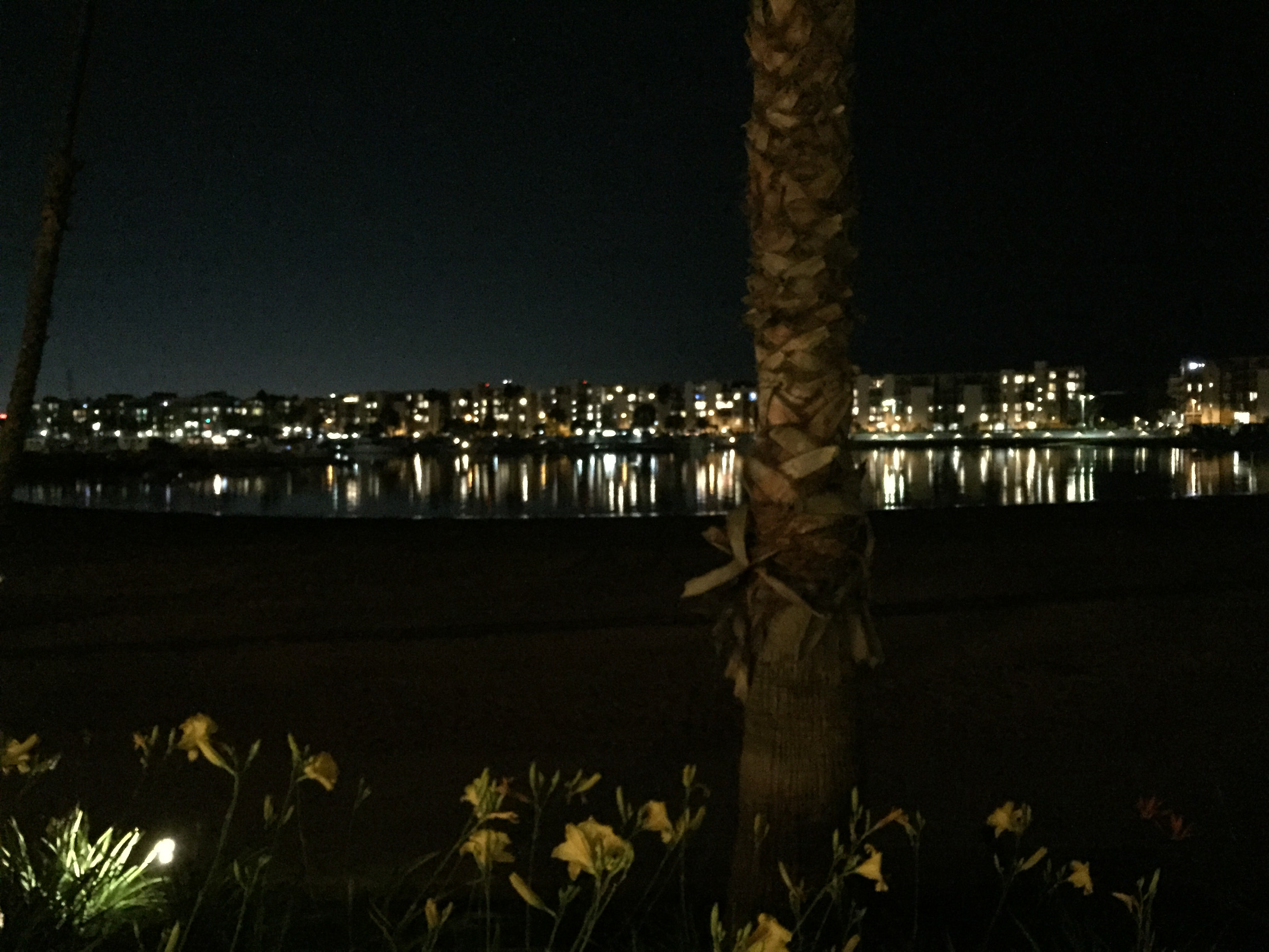 Marina del Rey at night, lights, flowers, palm trees, California, Those Someday Goals