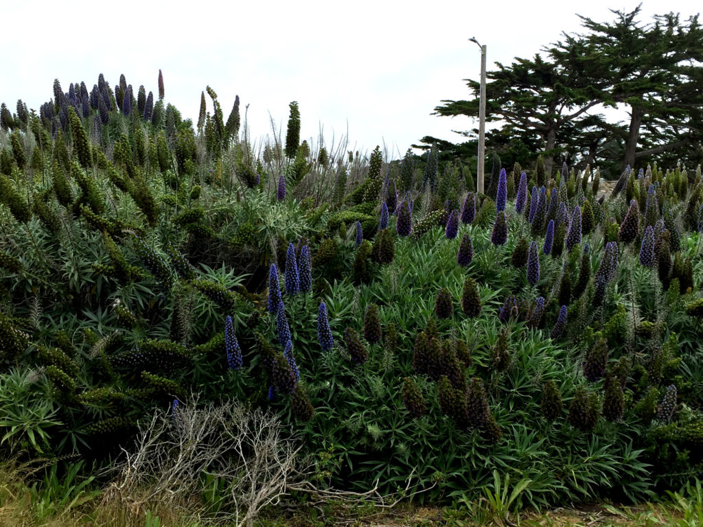 Moonstone Beach Cambria California