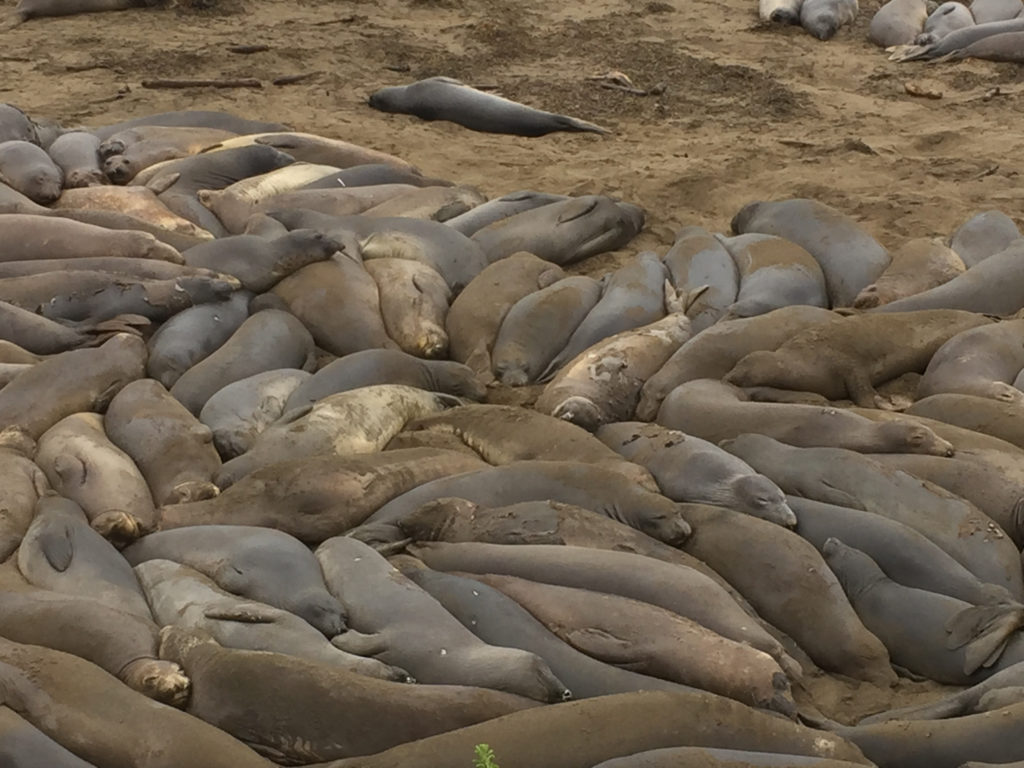 Napping elephant seals