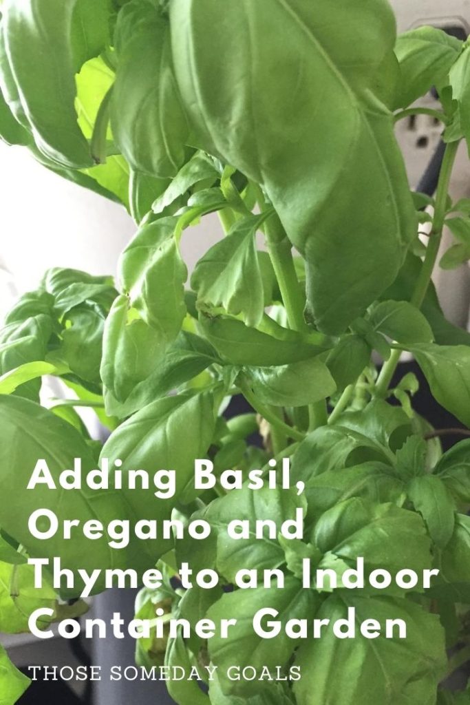Basil Oregano Thyme Plants in Indoor Container Garden Those Someday Goals